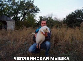 Смешные картинки с надписями