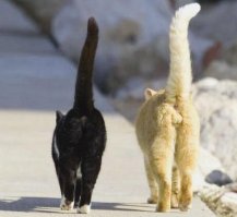 Останки - Столько труда коту под хвост