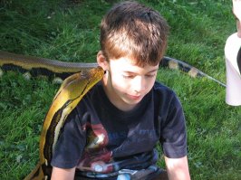 псс... парень, я великий КАА, хочешь стальной клык? нужно убить королевскую кобру, да и постарайся не нарваться на бандерлогов