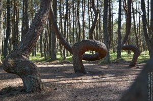 Потом лось нажрался видимо, и ну давай вертеть на своих рогах лес, ученых и ваши комментарии. А может даже и не на рогах...