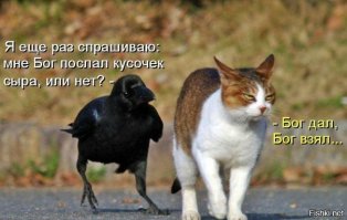 Смешные картинки с надписями