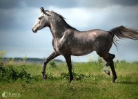 Я понимаю, что  большинство людей не отличает породы лошадей, но, ради справедливости скажу, что на фото в посте не арабская лошадь, а ахалтекинская.

Сравните: вверху ахалтекинец, внизу - араб.