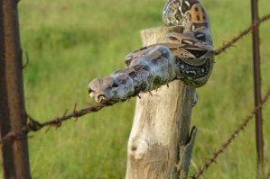 Покладистый питон Тигр в семье ветеринарного врача