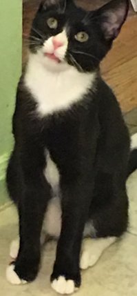 Мой кот увидел первый раз в жизни работающий вентилятор на потолке. В доме был ремонт тогда, на следующий день я спасла его от частичной покраски.