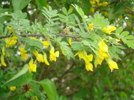 Для акации тоже фото неудачное подобрано - больше на мимозу похоже.  Вот акация: