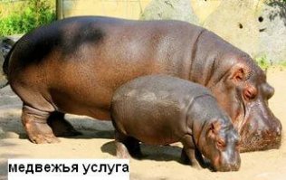 Бегемоты спасли антилопу от схватившего её крокодила