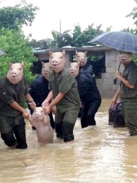 Счастливая свинья, спасенная от наводнения, стала новой звездой битвы фотошоперов