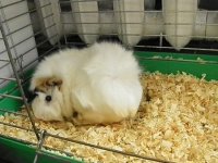 А как же это? Моя одноклассница из мальчишечьего класса труда таскала пакетами опилки для своей морской свинки Бориса.