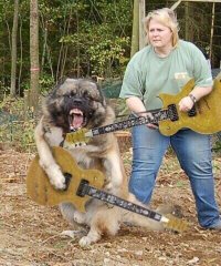 Спецназ советует: как действовать при нападении собаки