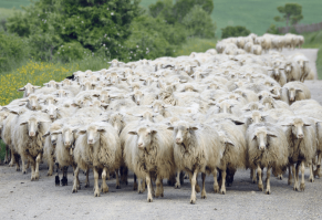 Что будет, если предложить людям бургеры за 9 рублей?