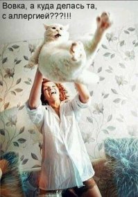 Пост о смешных кошках, которые очень не любят делать селфи со своими владельцами