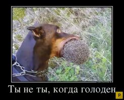 Голодные игры по-костанайски: раздача праздничного пирога чуть не превратилась в побоище