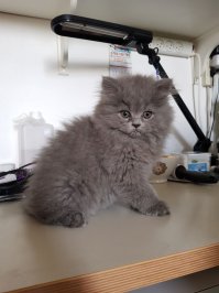 Я случайно танк разбил