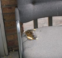 25 неугомонных животных, которым плевать на ваши дурацкие правила