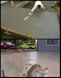 25 неугомонных животных, которым плевать на ваши дурацкие правила