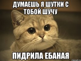 Кот, которому нельзя отказывать