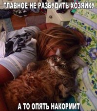 Пост о смешных кошках, которые очень не любят делать селфи со своими владельцами