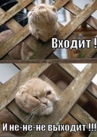 Ваще чувак прикольный, его приятно слушать, на него приятно смотреть, он мне вот этого кота напоминает
