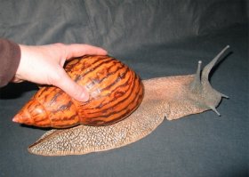 18 доказательств того, что этот мир никогда не перестанет нас удивлять