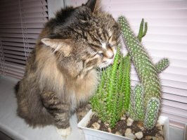 25 неугомонных животных, которым плевать на ваши дурацкие правила