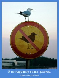 25 неугомонных животных, которым плевать на ваши дурацкие правила