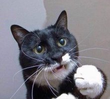 Кот, которому нельзя отказывать