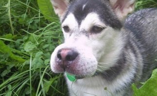 Новозеландский пчеловод на спор просидел 30 секунд на улье без трусов