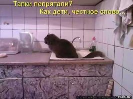 Кот, которому нельзя отказывать