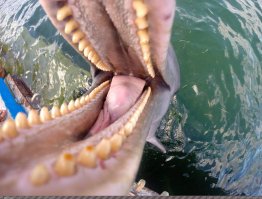 Свирепый оскал!