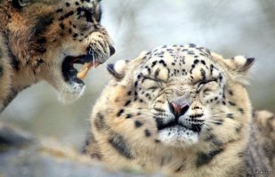 Свирепый оскал!