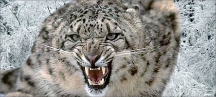 Свирепый оскал!