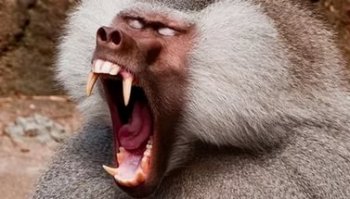 Ни одна другая зверюга не может испугать больше, чем эта тварь: