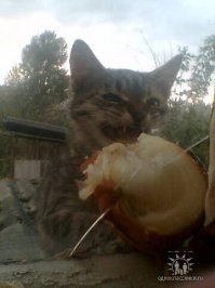 С луковицей лучше?