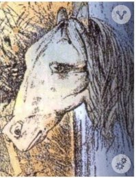 Вот лошадь.