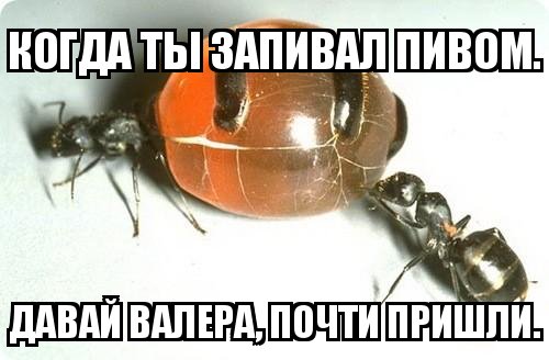 Медовые муравьи