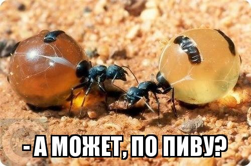 Медовые муравьи