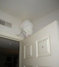 Экзорцист уже задолбался бегать по вызовам