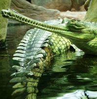 24 зуба у крокодила ? на этой фотке под 80 получается
