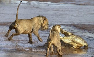 Милые зверушки.:)