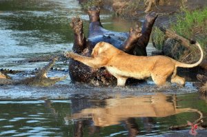 Милые зверушки.:)