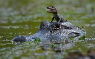 Милые зверушки.:)