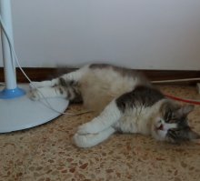 А я не шёл выбирать, шёл сразу забрать. Друзья сказали, что у ветеринара котёночек ждёт, когда его приютят, так мы с дочкой отправились и взяли. 
Вон валяется под вентилятором... Скоро пять лет, как... валяется.  :)