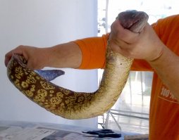 Xорошо смеется тот, кто смеется без последствий