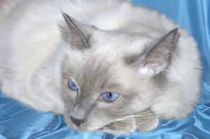 Меня так в питомнике балинез выбрал. Зашел в вольер, где было десятка полтора котят в возрасте от 2-х до 4-х месяцев, просто посмотреть, все разбежались, а один подошел и начал по джинсам карабкаться на руки. Залез, спрятал голову под куртку и затих. Подошла владелица питомника, хотела его взять, он ее за палец цапнул. Отпустил его и ушел. Через день звонок моим друзьям, у которых я гостил, дело в Швеции было, хозяева питомника их знакомые. Говорят, что этого кота продавать не собирались, он супер-пупер чистокровный, планировали оставить на племенное разведение, но котейка двое суток орет без остановки и ничего не ест. Поэтому, если ваш друг, т.е. я, не против, то мальца можно купить. Гемору с документами было, неделю оформляли разрешение на вывоз, паспорт, ветеринарную книгу, писал кучу заявлений, что могу ему обеспечить достойное содержание и уход, все это надо было заверить в консульстве, хорошо, хоть у друзей хорошие повязки везде, помогли. Имечко у кота было Луи-Филипп Милорд Айс из Манкерота, без поллитры не выговоришь. Переименовал сразу в Филимона, 12 лет у меня прожил и ушел в страну счастливой охоты... Славный кот был...