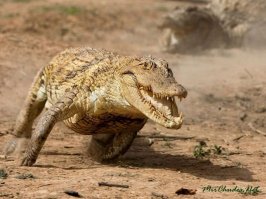 Крокодил солнце в небе проглотил