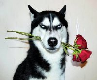 Фрэнк это ты?