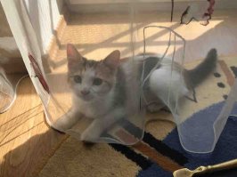 Обожаю подобные истории со счастливым концом.А вот моя красуля.Взята две недели назад из приюта.