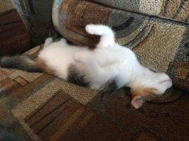 Обожаю подобные истории со счастливым концом.А вот моя красуля.Взята две недели назад из приюта.