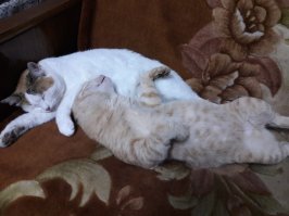 «ТЫ хочешь быть моим котом?» встреча, которая перевернула две жизни!