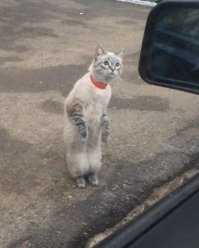 - Не подвезете ли до дома?
- До какого?
- До вашего, естественно!